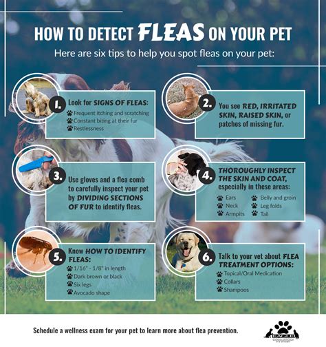  Flea And Tick Prevention Tips Here are some tips for preventing fleas and ticks on your Pacific Bulldog: — Use flea and tick shampoo when bathing them