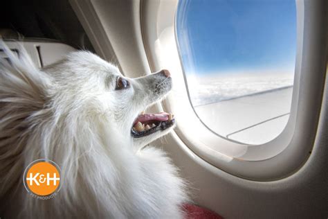  Flying with a dog in cabin may make him nervous about the long trip to the airport, being surrounded by people in the terminal, being stuck in a kennel for hours, and of course, flying