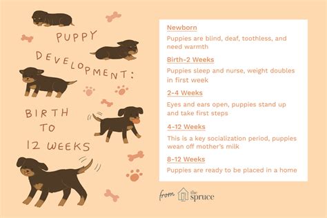  Follow age guidelines Puppies should never leave the litter before 8 weeks of age