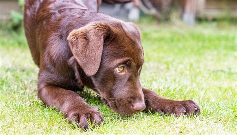  Follow this link to read all about inherited diseases in Labradors and read our article on health checks