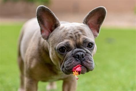  Food Allergies French Bulldogs have delicate tummies and can be allergic to a lot of foods