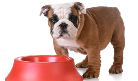  Food Brands for English Bulldogs We recommend to new English bulldog families to avoid drastic changes in the food of the puppies