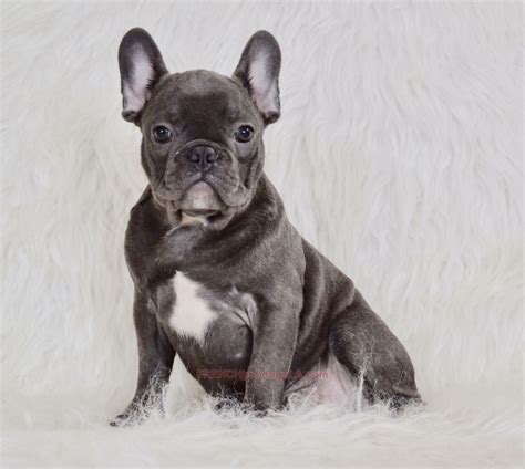  For French Bulldog puppies , it is recommended to provide them with 1