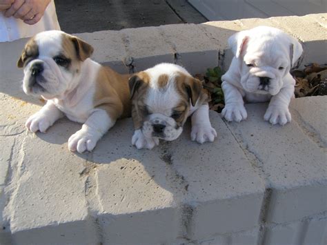  For Miniature English Bulldog breeders, check out these websites: