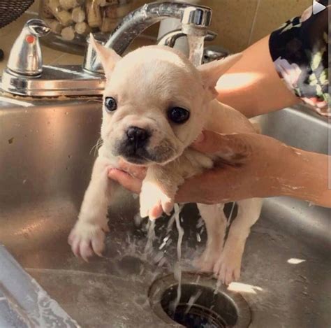 For a French Bulldog pup, giving a bath twice a week is okay until they are big enough