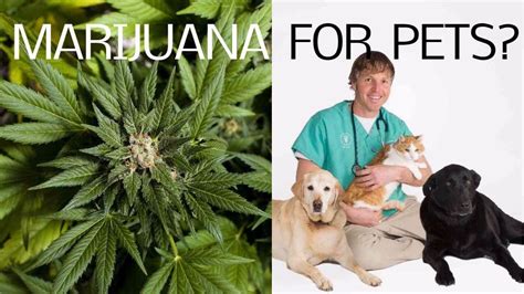  For a detailed breakdown on cannabis and how it can be used on pets, watch this video: Share