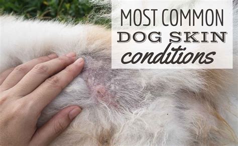  For a dog that is prone to skin problems it is not good