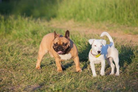  For an adaptable, lively dog that bonds closely, the French Bull Jack has a lot to offer