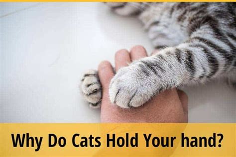  For best results, follow these steps: Hold your cat with their bottom in your armpit