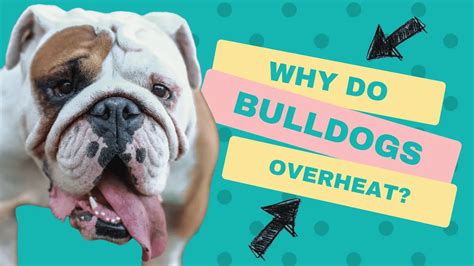  For bulldogs, overheating is an uncomfortable and disruptive possibility
