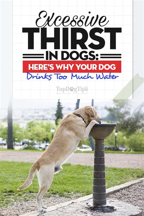  For dogs, this would manifest as an increased thirst