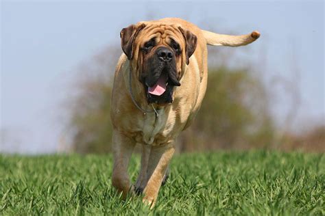  For example, English Mastiffs tend not to be good running partners as they tire easily, overheat quickly, and the stress of running can damage their joints