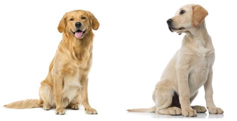  For example, Labrador Retrievers and Golden Retrievers tend to have larger litters than toy breeds
