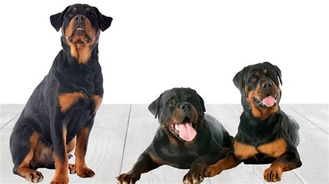 For example, a Rottweiler is a different breed than a Chihuahua