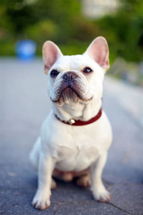  For example, a fully-grown French Bulldog can hold its pee for around 8 to 10 hours