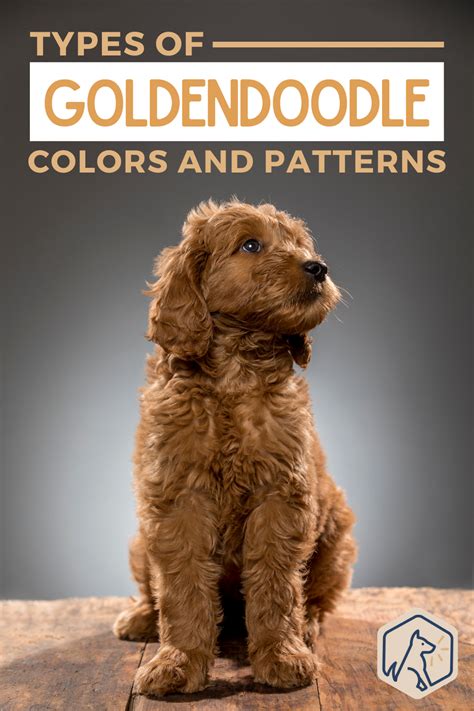  For example, a smaller sized Goldendoodle with a rare coat color will likely cost more than a larger Doodle with a more common coat color