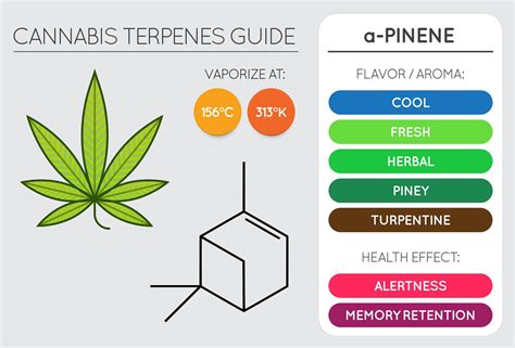  For example, a terpene called pinene is thought to have anti-inflammatory effects, and one called myrcene is thought to be calming and sedating