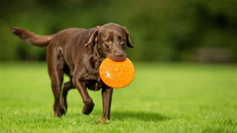  For example, an image of a Labrador playing with a ball may be perfect for a brochure promoting dog toys, while an image of a Labrador as a service animal may be ideal for a website promoting disability services