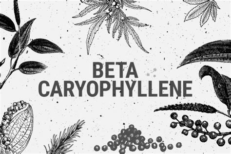  For example, beta-caryophyllene may help manage anxiety and depression
