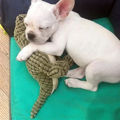  For example, get your Frenchie some cool toys to play with