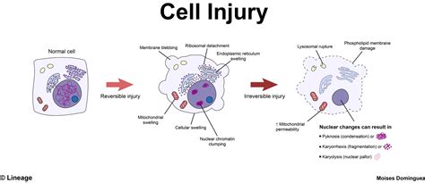  For example, if you are injured, CBD helps instruct cells on how to handle the injury