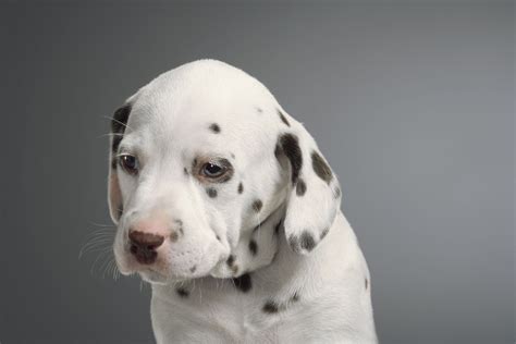  For example, in Dalmatians, the dilute gene is associated with a higher risk of deafness