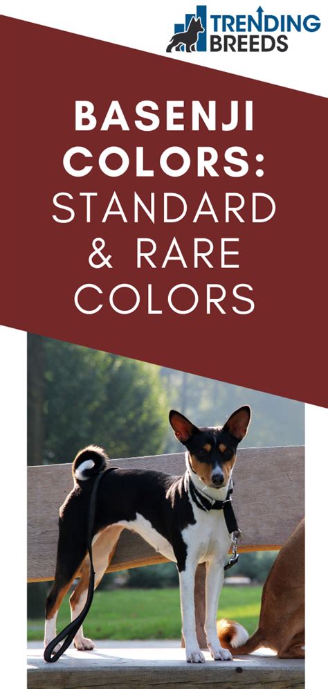  For example, pups with rarer coat colors or those from show-quality bloodlines may cost more than pups with more common coat colors or from working lines