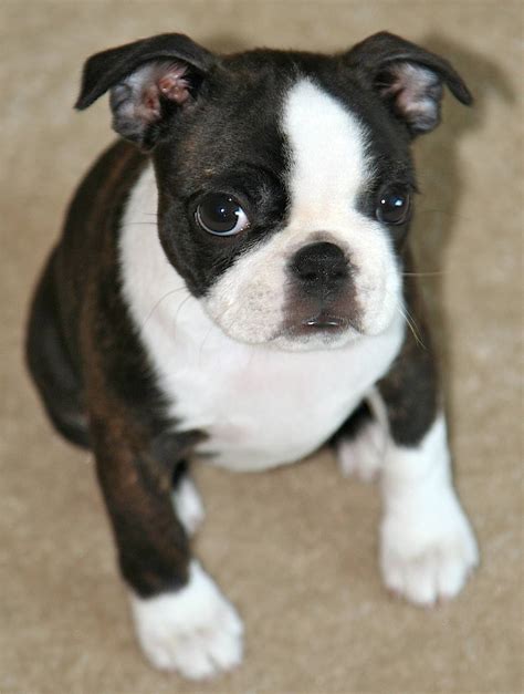  For example, there are smaller Boston Terriers that are considered adorable