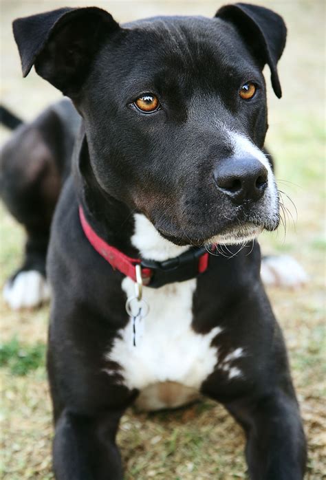  For example, your glossy black Lab Pitbull mix puppy will likely get some gray around his muzzle and eyes as he gets older