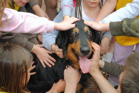  For future owners, early socialization is a must for these dogs