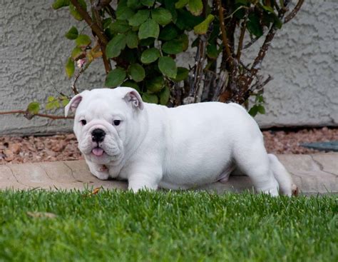  For help in locating a Bulldog breeder who cares enough about the breed to be a member of the Bulldog Club of America and follow its Breeder Code of Ethics please visit our approved Breeders by clicking the button below