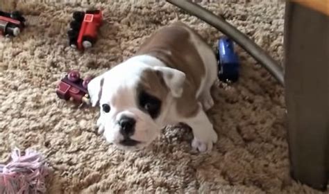  For individuals or families looking for a companion without going through the demanding puppy phase, an adult Bulldog can be an excellent choice