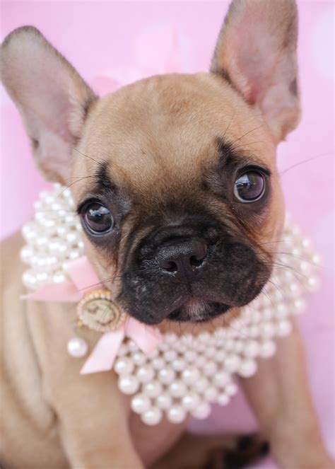  For information on any of our teacup puppies, toy breed puppies, or French Bulldog puppies for sale, please call the boutique at 