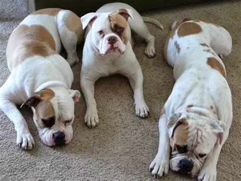 For information on crate training your American bulldog, here is our full how-to article