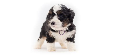  For instance, how frequently you bathe your Bernedoodle depends on their activity levels, skin conditions, coat type, and hair length