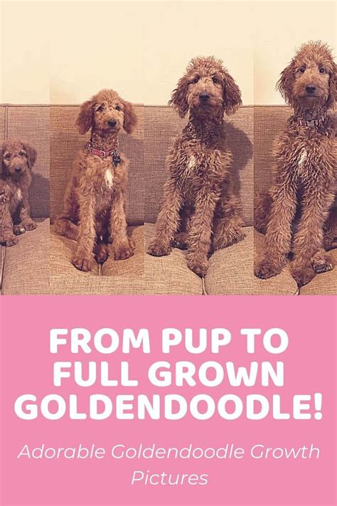  For instance, if a chart states a pound Mini Goldendoodle needs 1
