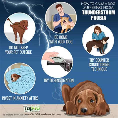  For instance, if your dog experiences noise phobia during a thunderstorm, it may need support immediately