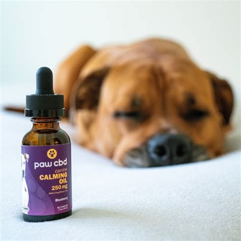  For instance, if your dog is often nervous and anxious, giving them a CBD oil enhanced with chamomile may be a good choice as chamomile has calming properties