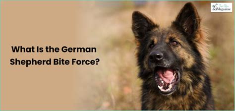  For instance, the German Shepherd has a bite force of over 1, newtons