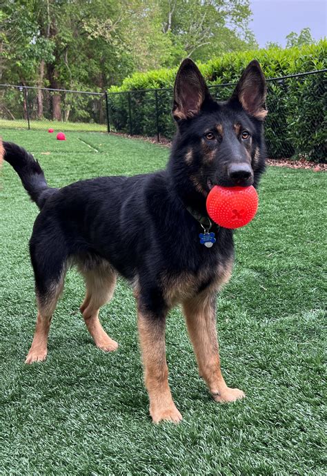  For more chances of finding your lifelong companion, check out this list of the 10 best German Shepherd rescues