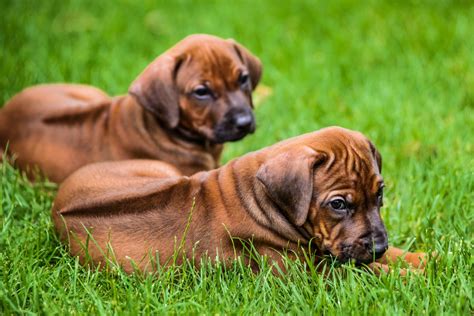  For more i We have 5 rhodesian ridgeback puppies for sale 3 boys and 2 girls
