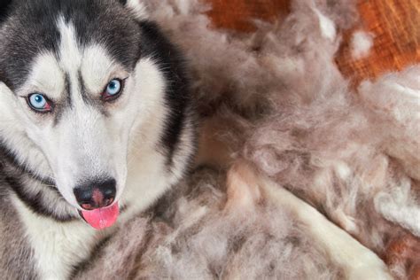  For more info about how huskies shed, click here