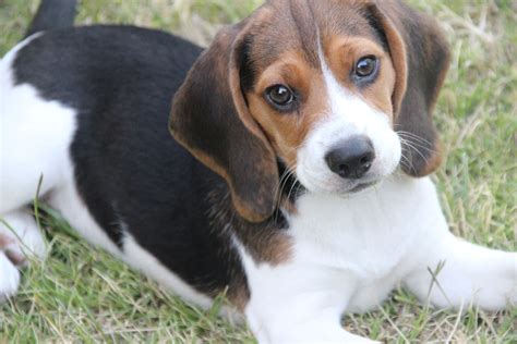  For more information, please visit About AmazonSmile! Beagle puppies and dogs in Delaware