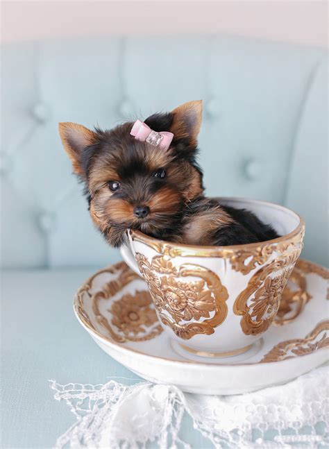  For more information about our teacup puppies and toy breed puppies for sale, visit our FAQs page or call 