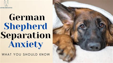  For more information on GSD separation anxiety, take a look at this informative article
