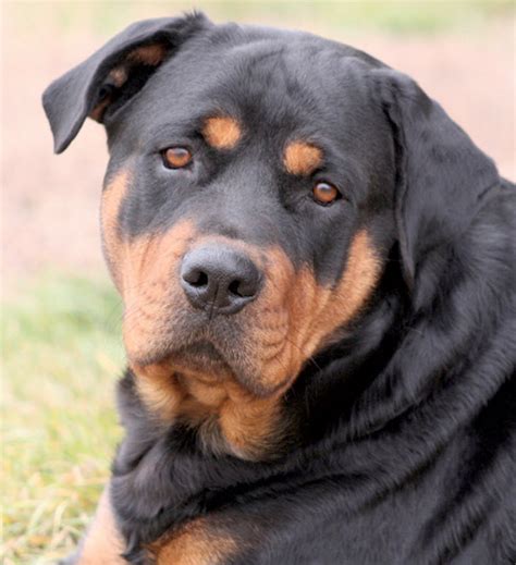  For more information on health tests and screens that should be done for Rottweilers, visit the British Veterinary Association and this panel from UC Davis Veterinary Medicine