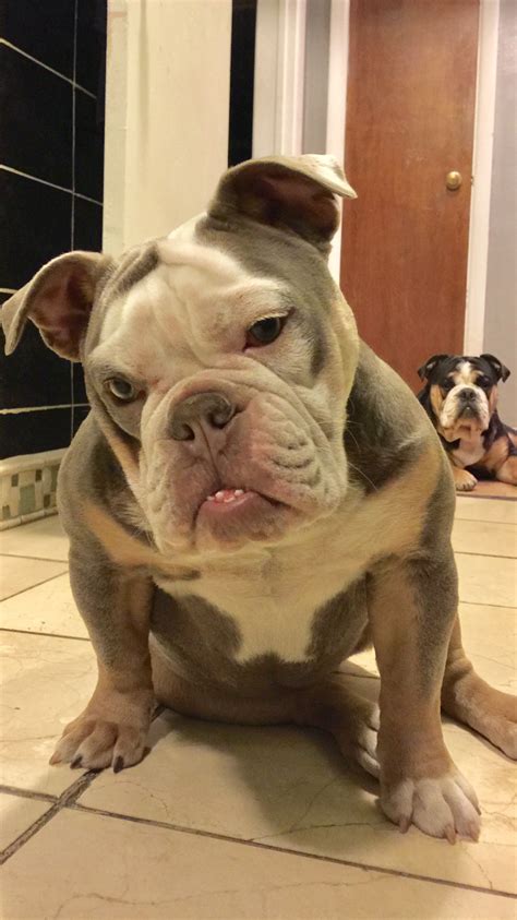  For more insights on Old English Bulldogs, consult reputable sources such as The Bulldog Club of America or speak directly with a trusted veterinarian