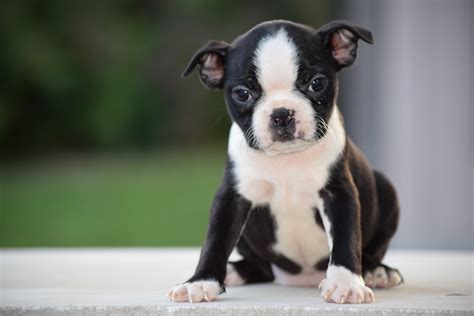  For more than a century, Boston Terriers have been winning hearts around the world with their goofy mugs and warm, cuddly