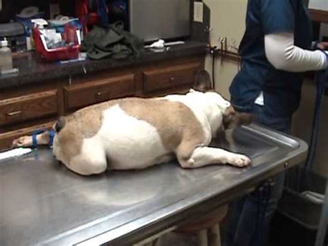  For one reason or another, it is sometimes just not appropriate for an American Bulldog to have a c-section