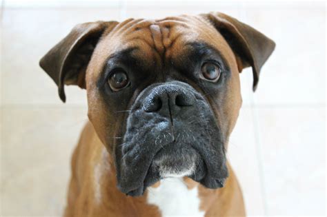  For one thing, a disreputable breeder may exploit this popularity to cause the purebred Boxer price to skyrocket